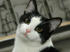 Lancelot